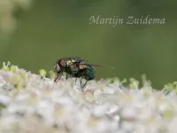 [Chrysomya megacephala]